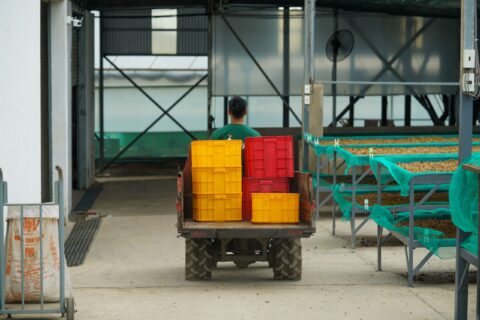 Coffee beans are processed in a modern warehouse in Lâm Đồng, Vietnam.