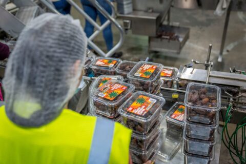 Worker managing date packaging in a modern industrial facility, ensuring quality control.